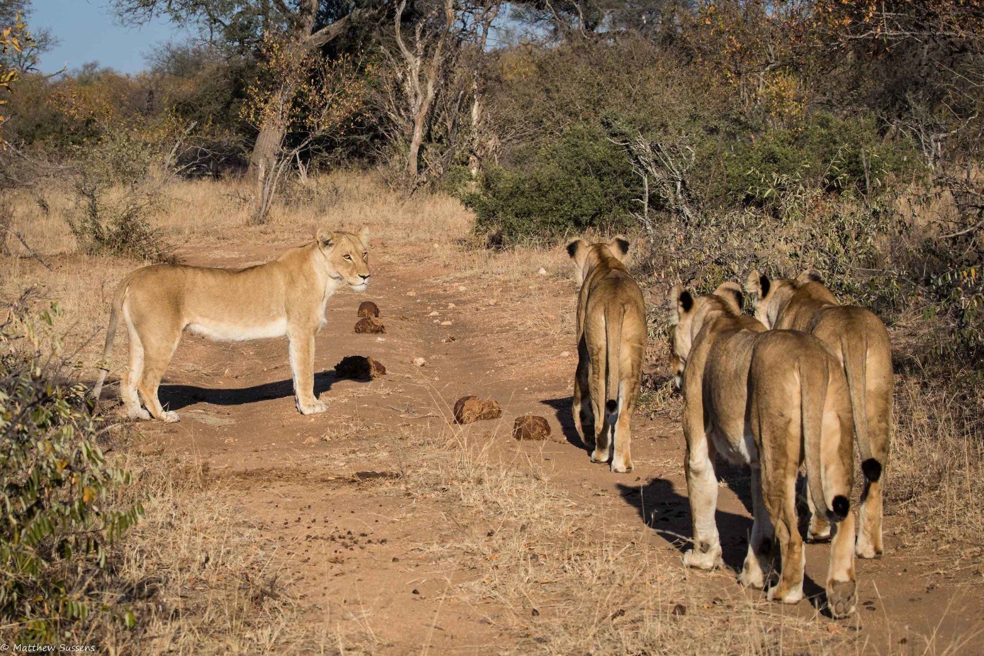 Cute lion cub action with the Takazile pride
